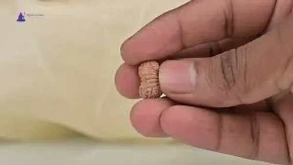 17_Mukhi_From_Java_Indonesia_Clxxii