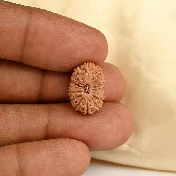 17_Mukhi_From_Java_Indonesia_Clxxii