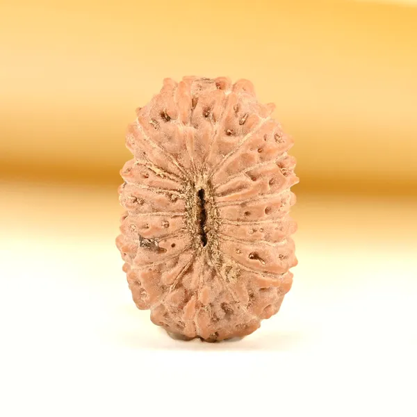 17_Mukhi_From_Java_Indonesia_Tiny_Xii