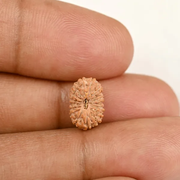 17_Mukhi_From_Java_Indonesia_Tiny_Xii