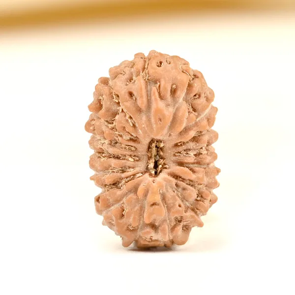 17_Mukhi_From_Java_Indonesia_Tiny_Xii