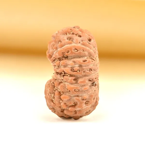 17_Mukhi_From_Java_Indonesia_Tiny_Xii