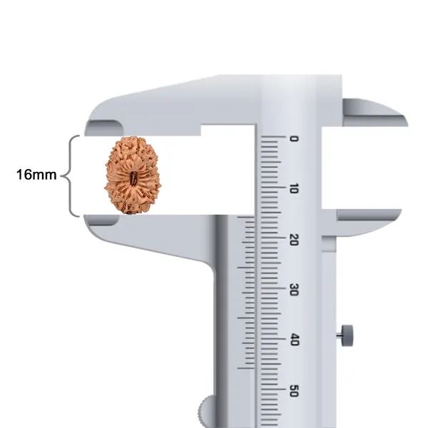 18_Mukhi_Java_Rudraksha_Bead_Indonesia