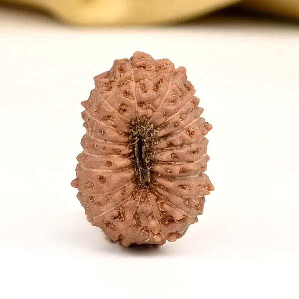 18_Mukhi_Java_Rudraksha_Bead_Indonesia
