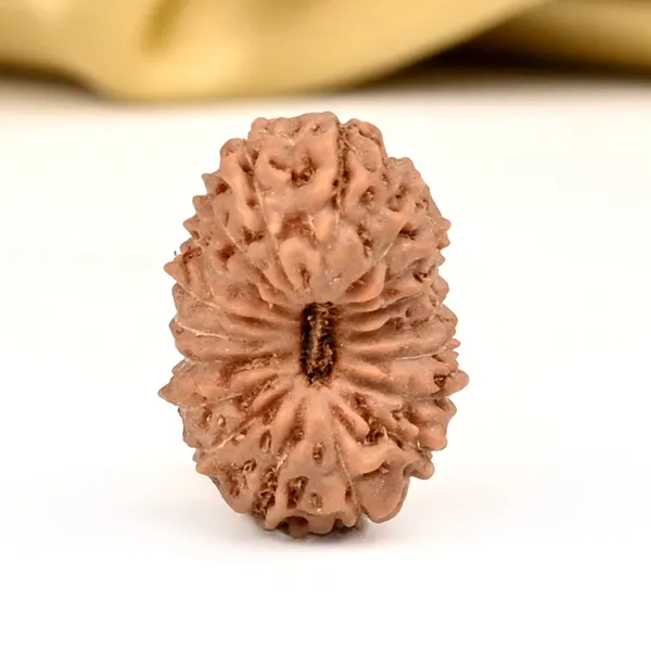 18_Mukhi_Java_Rudraksha_Bead_Indonesia