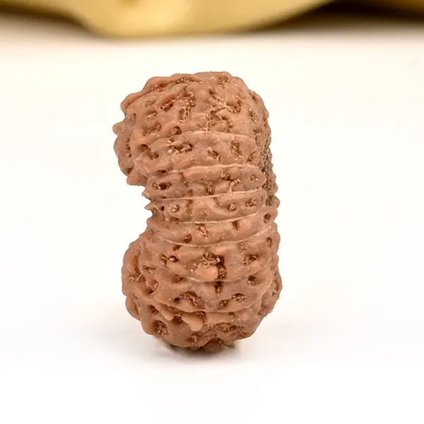 18_Mukhi_Java_Rudraksha_Bead_Indonesia