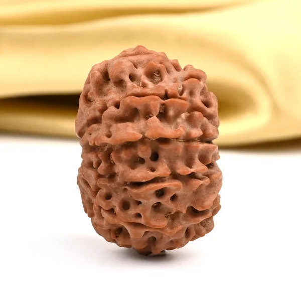 10_Mukhi_Rudraksha_Bead_Nepal