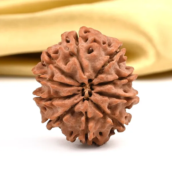 10_Mukhi_Rudraksha_Bead_Nepal