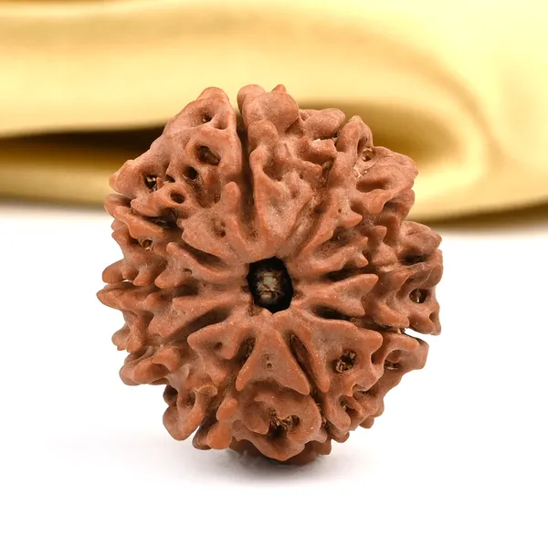 10_Mukhi_Rudraksha_Bead_Nepal