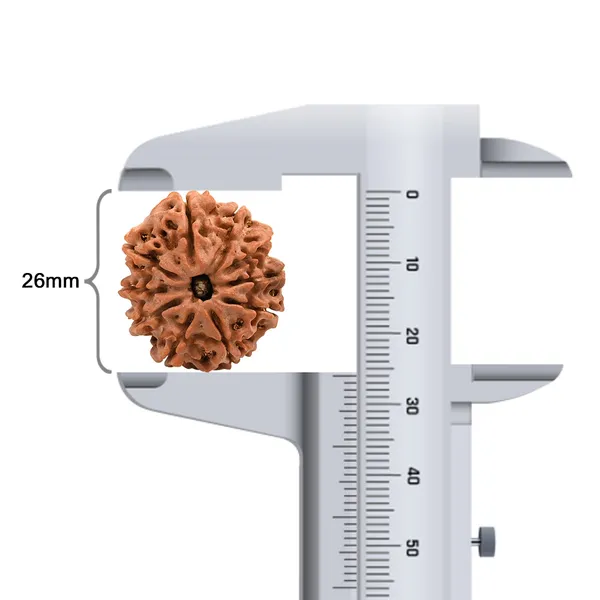 10_Mukhi_Rudraksha_Bead_Nepal