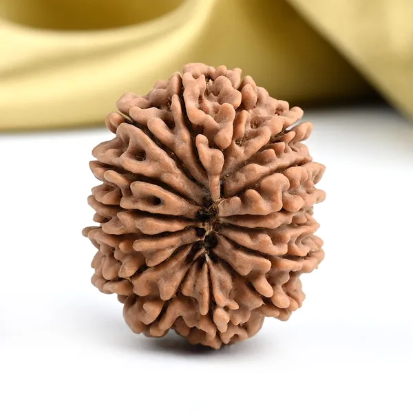 15_Mukhi_Rudraksha_Large_Bead_From_Nepal