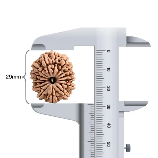 15_Mukhi_Rudraksha_Large_Bead_From_Nepal
