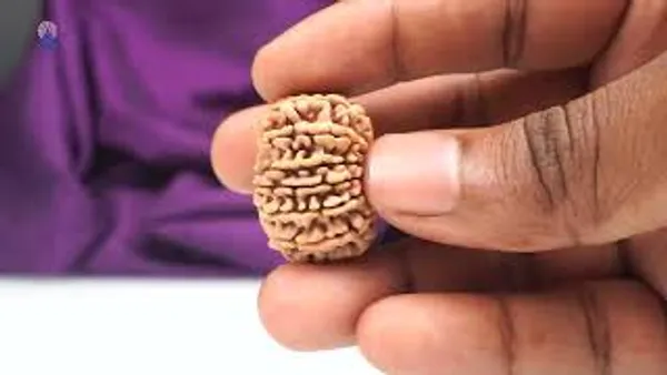 15_Mukhi_Rudraksha_Large_Bead_From_Nepal