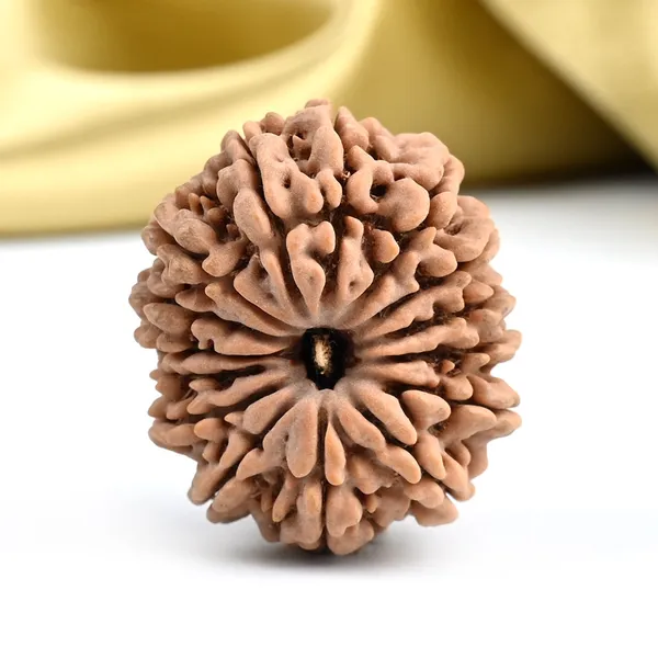 15_Mukhi_Rudraksha_Large_Bead_From_Nepal