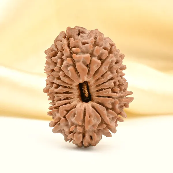 17_Mukhi_From_Nepal_Small_Xxiii