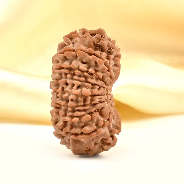 17_Mukhi_From_Nepal_Small_Xxiii