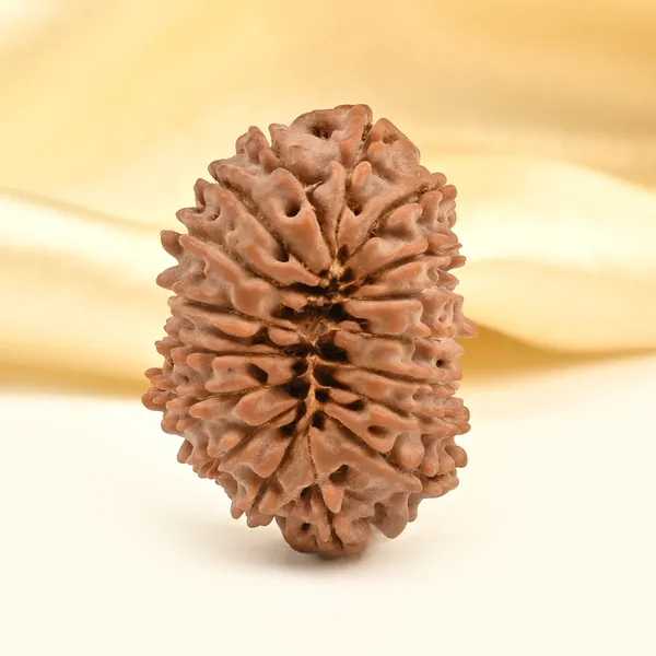17_Mukhi_From_Nepal_Small_Xxiii