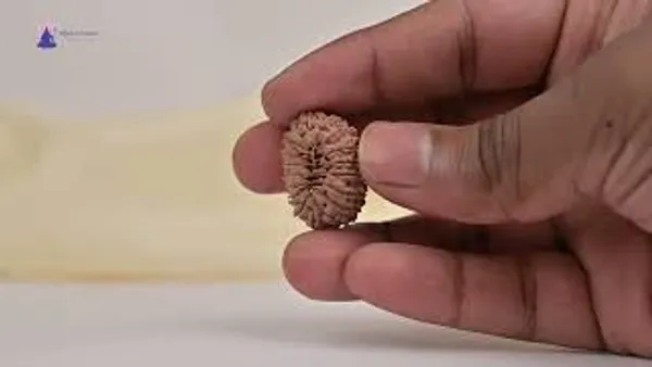 17_Mukhi_From_Nepal_Small_Xxiii