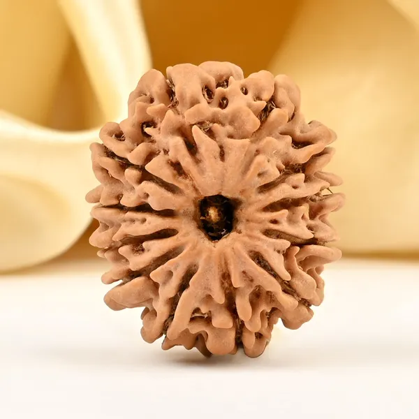 12_Mukhi_From_Nepal_Small_Cdxcv