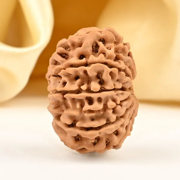 12_Mukhi_From_Nepal_Small_Cdxcv