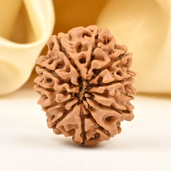 12_Mukhi_From_Nepal_Small_Cdxcv
