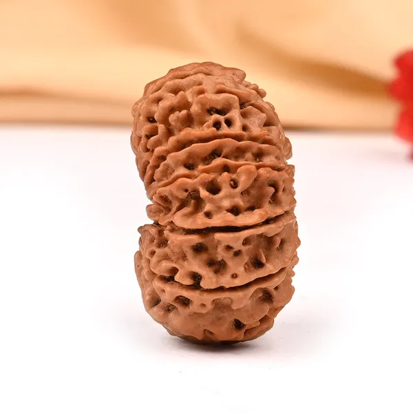 15_Mukhi_Rudraksha_Large_Bead_From_Nepal