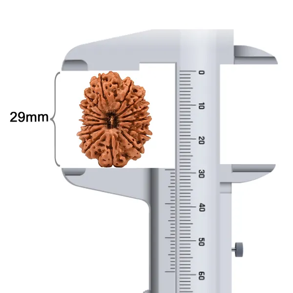 15_Mukhi_Rudraksha_Large_Bead_From_Nepal