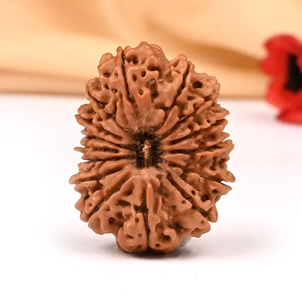 15_Mukhi_Rudraksha_Large_Bead_From_Nepal