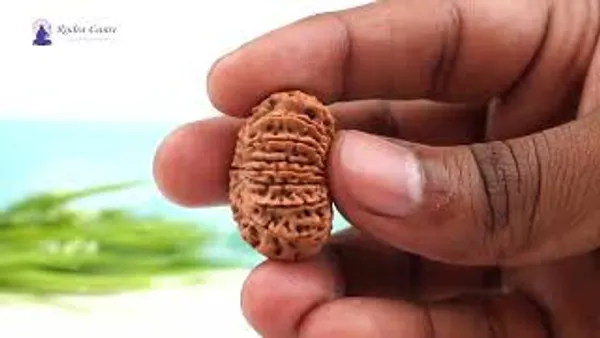 15_Mukhi_Rudraksha_Large_Bead_From_Nepal