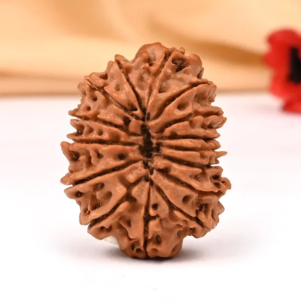 15_Mukhi_Rudraksha_Large_Bead_From_Nepal