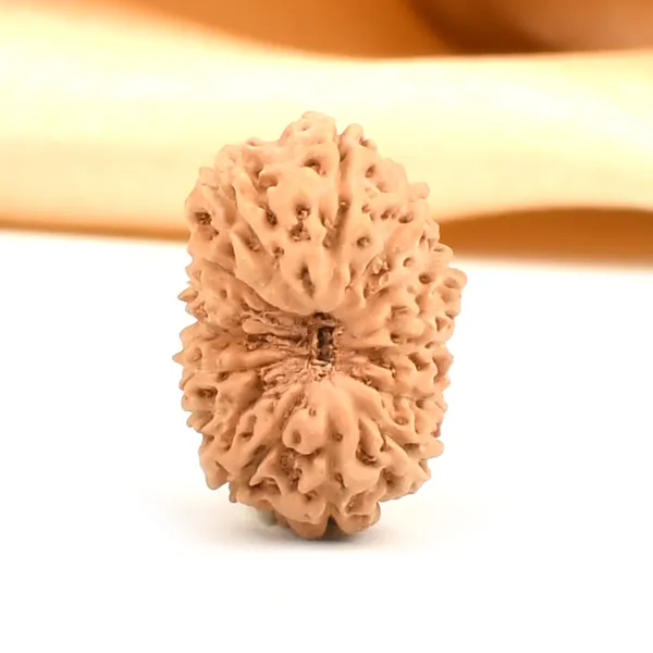 15_Mukhi_From_Java_Indonesia_Cxxxvii
