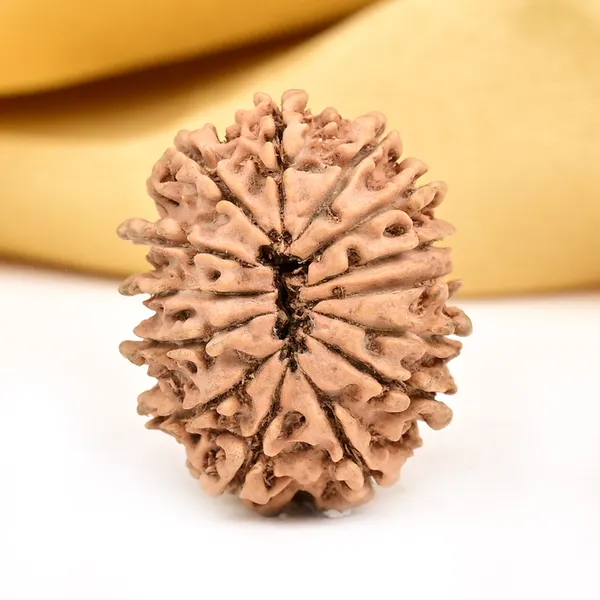 14_Mukhi_Rudraksha_Bead_Nepal_Origin_Deva_Mani