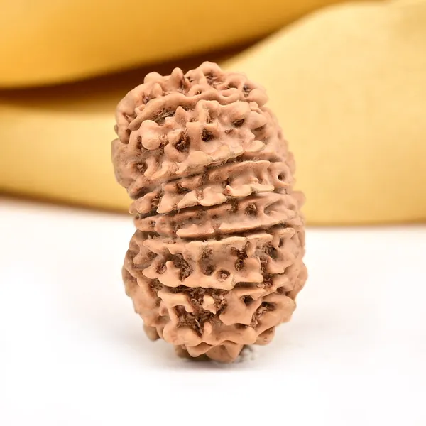 14_Mukhi_Rudraksha_Bead_Nepal_Origin_Deva_Mani