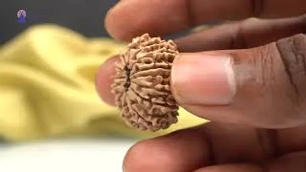 14_Mukhi_Rudraksha_Bead_Nepal_Origin_Deva_Mani