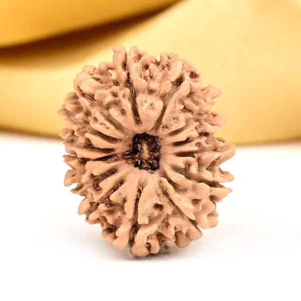 14_Mukhi_Rudraksha_Bead_Nepal_Origin_Deva_Mani