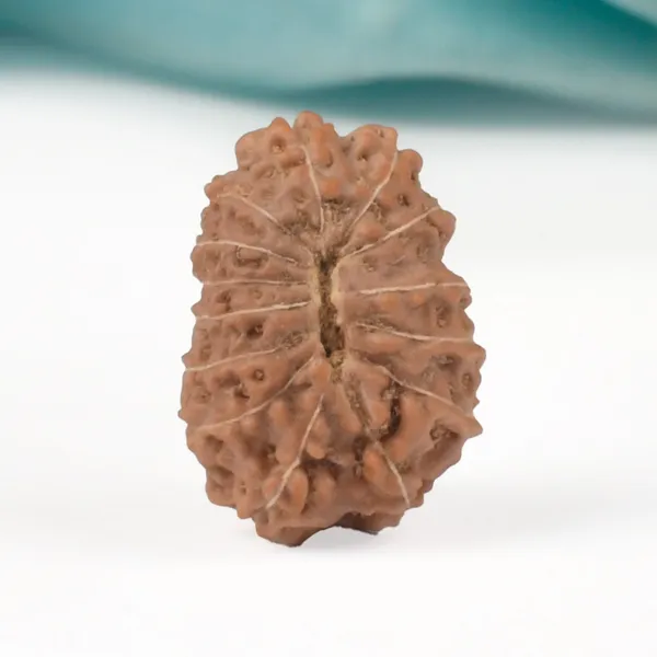 14_Mukhi_Rudraksha_Bead_Java_Indonesia