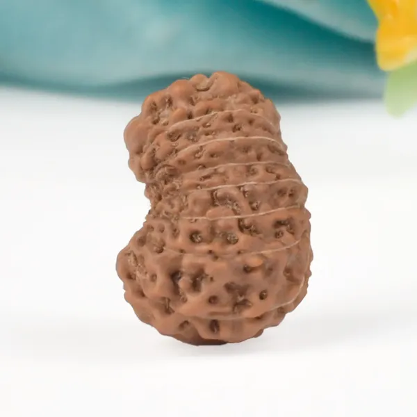 14_Mukhi_Rudraksha_Bead_Java_Indonesia