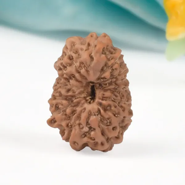 14_Mukhi_Rudraksha_Bead_Java_Indonesia