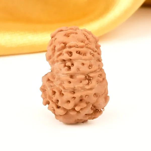 14_Mukhi_Rudraksha_Bead_Java_Indonesia