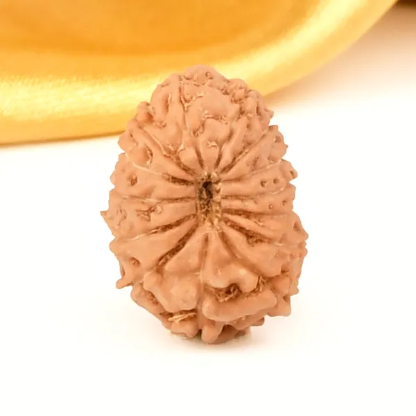 14_Mukhi_Rudraksha_Bead_Java_Indonesia