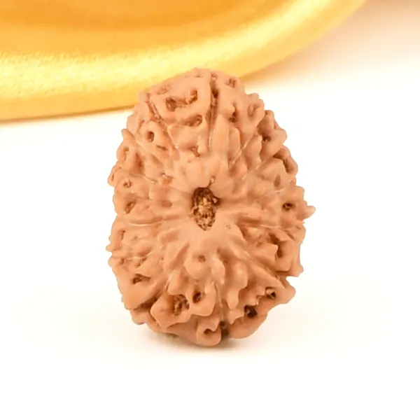 14_Mukhi_Rudraksha_Bead_Java_Indonesia