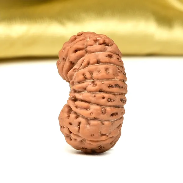 18_Mukhi_From_Java_Indonesia_Cxxxvi