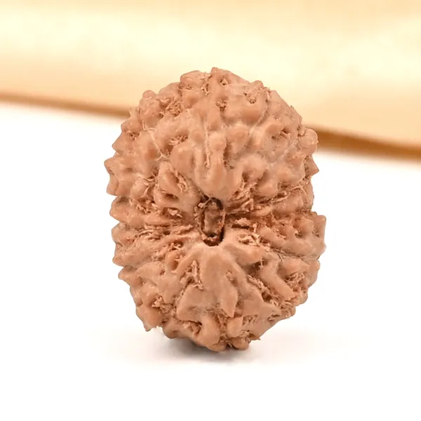 14_Mukhi_From_Java_Indonesia_Small_Ccclxvi