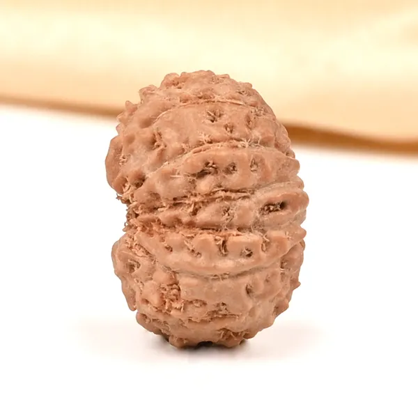 14_Mukhi_From_Java_Indonesia_Small_Ccclxvi