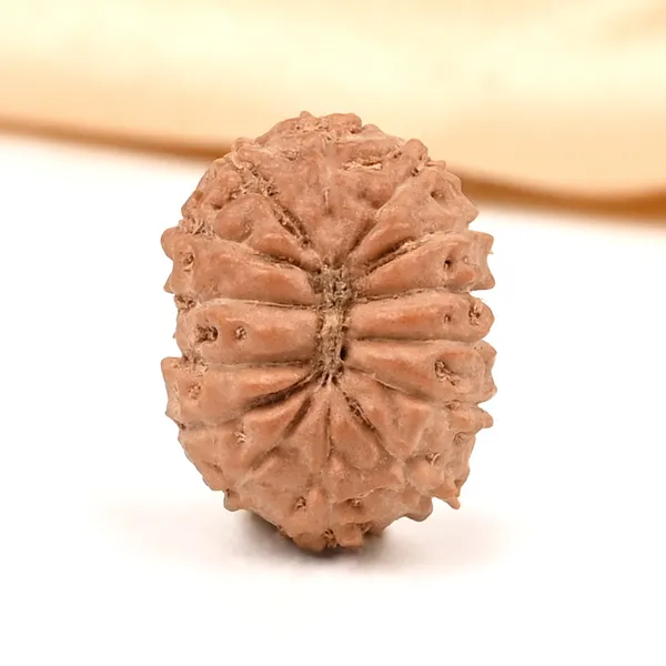 14_Mukhi_From_Java_Indonesia_Small_Ccclxvi