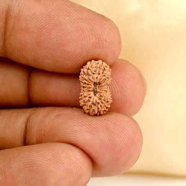 19_Mukhi_From_Java_Indonesia_Small_Ccii