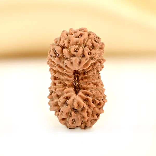 19_Mukhi_From_Java_Indonesia_Small_Ccii