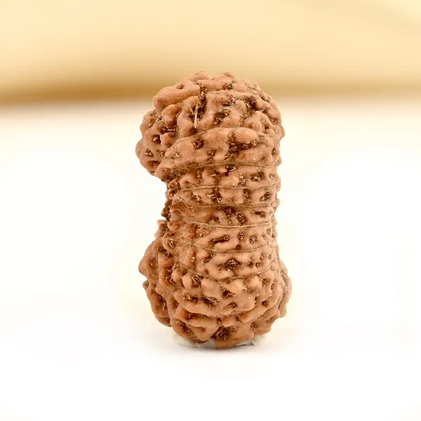 19_Mukhi_From_Java_Indonesia_Small_Ccii