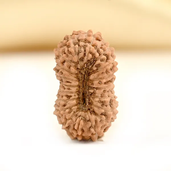 19_Mukhi_From_Java_Indonesia_Small_Ccii