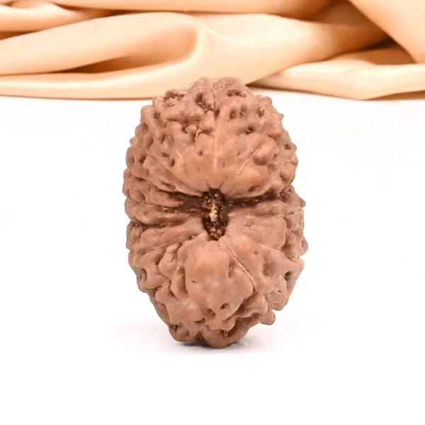 15_Mukhi_From_Java_Indonesia_Small_Ccxxxvi